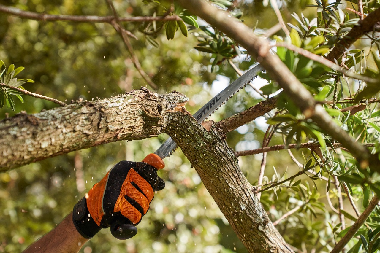 Osoba v ochranných rukavicích STIHL odřezává pilou STIHL větev z listnatého stromu