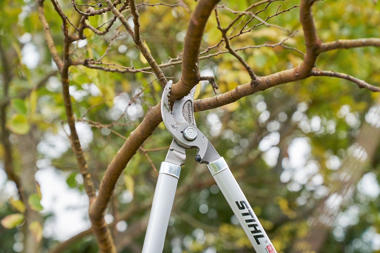  Někdo odstřihává větev z koruny stromu pomocí vyvětvovacích nůžek STIHL Bypass PB 11