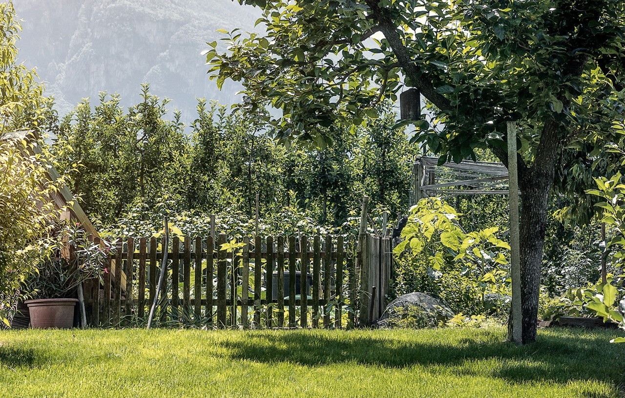 Strom vedle plotu v udržované malé zahradě 
