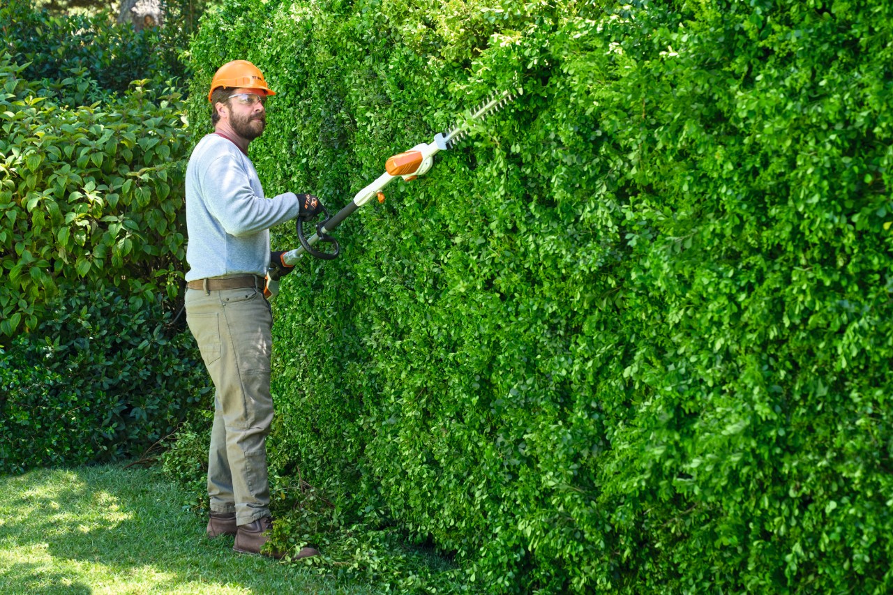 Muž používá akumulátorové nůžky na živý plot STIHL HLA 56 s vysunutým teleskopickým ramenem při stříhání vysokého živého plotu