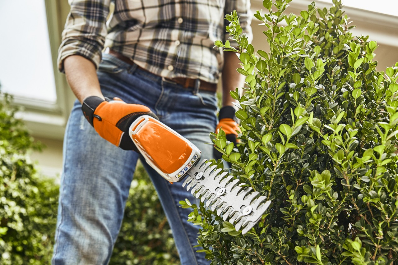 Detailní pohled na stříhání zimostrázu akumulátorovými zahradními nůžkami STIHL HSA 26