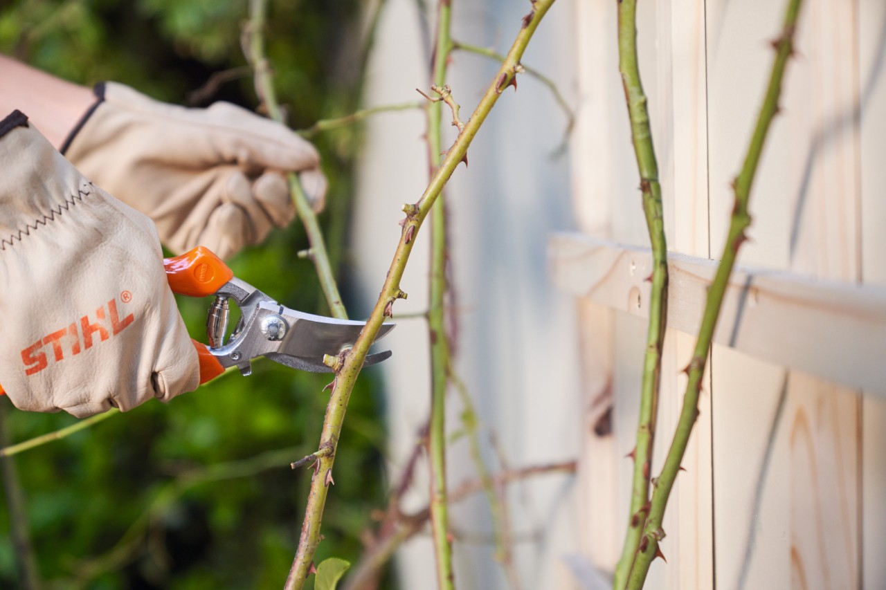 Stříhání růží zahradnickými nůžkami STIHL Bypass PG 20