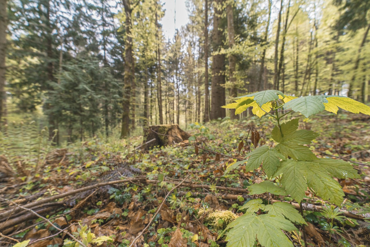 Zalesněná oblast s pařezem a větvemi ležícími na zemi