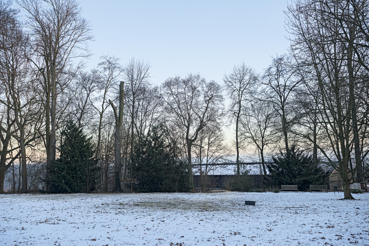 Snow-covered ground bordered by leafless trees